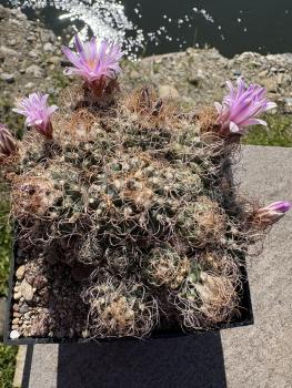 Turbinicarpus pseudomacrochele